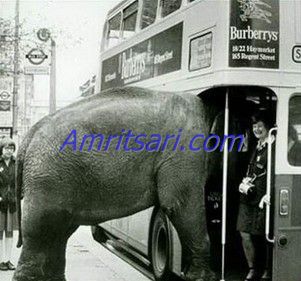 Elephant passenger